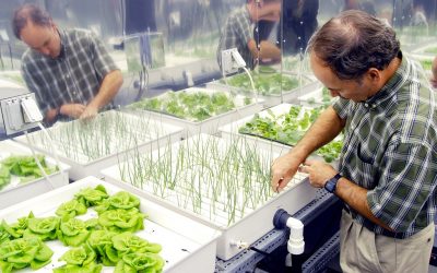 Why hydroponic foods are good for you